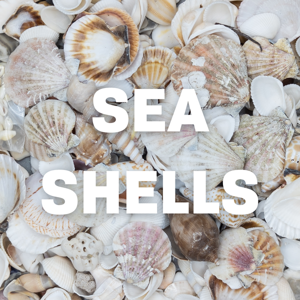 We Sell Sea Shells Pack