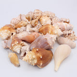 We Sell Sea Shells Pack